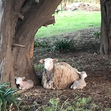 Langleys Port Campbell Hobby Farm Exterior foto